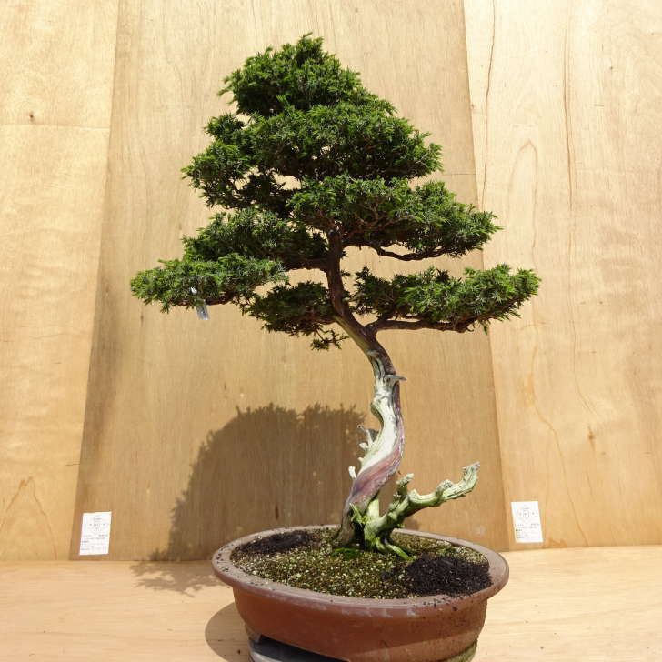 盆栽 松 杜松 樹高 約73cm としょう Juniperus rigida トショウ ジン シャリ ヒノキ科 常緑針葉樹 観賞用 大型 ...