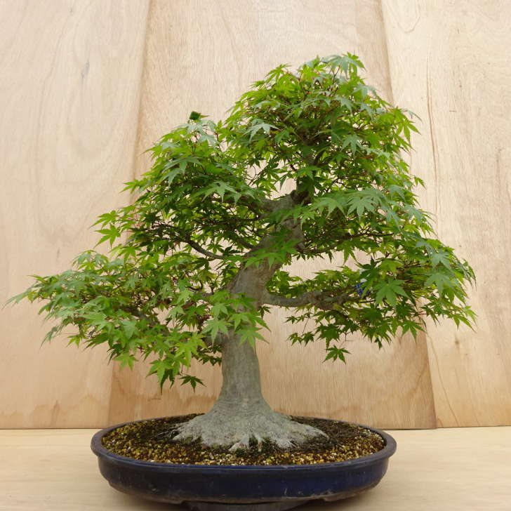 盆栽 紅葉 獅子頭 樹高 21cm もみじ Acer palmatum モミジ シシガシラ
