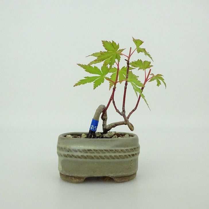 盆栽 赤松・山紅葉 樹高73cm