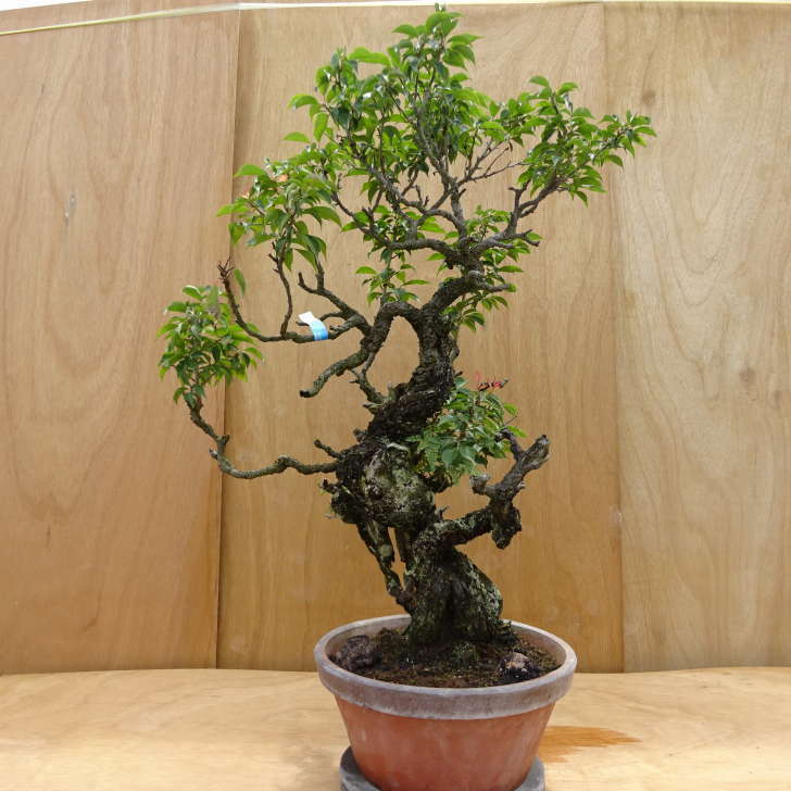 盆栽 梅 野梅 樹高 約88cm うめ Prunus mume ウメ 花梅 シャリ バラ科 落葉樹 観賞用 大型 m1190393372 ...