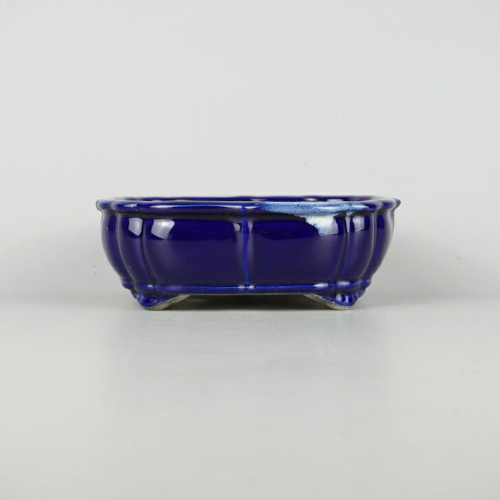 [高松盆栽流通] シャリンバイ (01250瑠璃釉正方鉢)全高：31㎝ 石峰雨竹製広東瑠璃釉六角鉢 | 盆栽、盆栽書籍、盆栽鉢の通販│近代出版