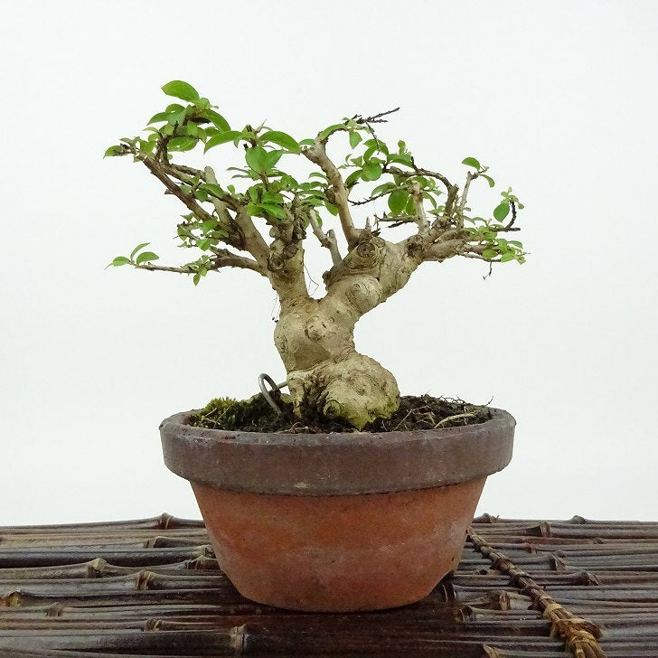 鹿子木楓（カラコギカエデ）盆栽 SS003 鹿子木楓（カラコギカエデ）盆栽 SS003
