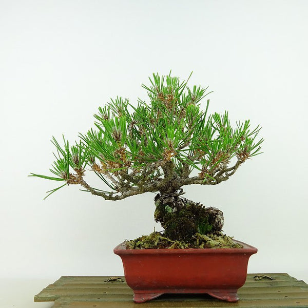 盆栽 松 黒松 樹高 約19cm くろまつ Pinus thunbergii クロマツ マツ科 常緑針葉樹 観賞用 小品 x1198409390