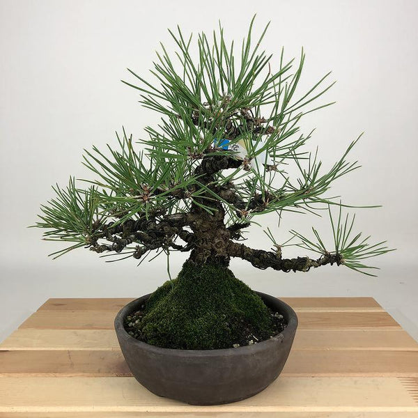 盆栽 松 黒松 樹高 約22cm くろまつ Pinus thunbergii クロマツ マツ科 常緑針葉樹 観賞用 w1198404896