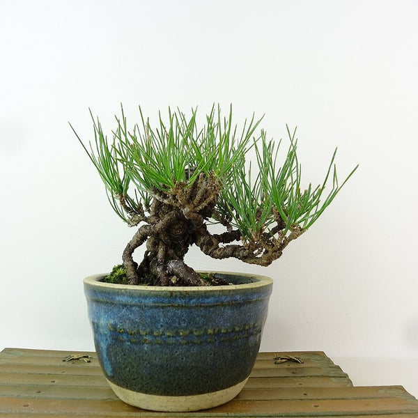 盆栽 松 黒松 樹高 約13cm くろまつ Pinus thunbergii クロマツ マツ科 常緑針葉樹 観賞用 小品 k1198403984