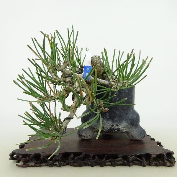 盆栽 松 黒松 樹高 上下 約11cm くろまつ Pinus thunbergii クロマツ マツ科 常緑針葉樹 観賞用 小品 1198405075