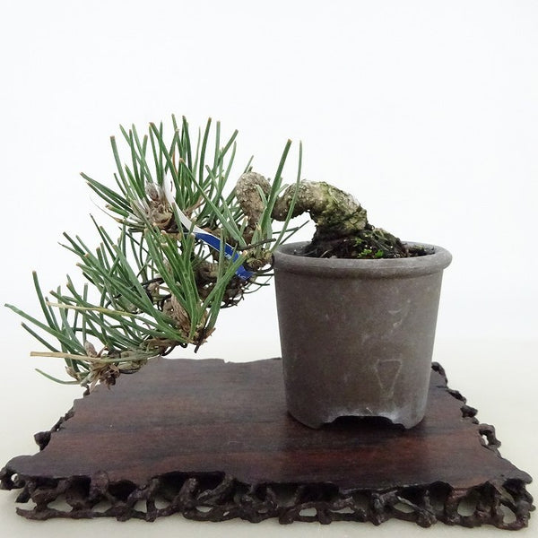 盆栽 松 黒松 樹高 上下 約8cm くろまつ Pinus thunbergii クロマツ マツ科 常緑針葉樹 観賞用 小品 w1198413757