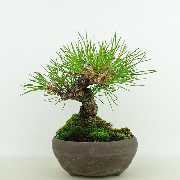 盆栽 松 黒松 樹高 約14cm くろまつ Pinus thunbergii クロマツ マツ科 常緑針葉樹 観賞用 小品 e1198410387