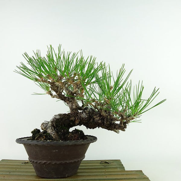 盆栽 松 黒松 樹高 約20cm くろまつ Pinus thunbergii クロマツ マツ科 常緑針葉樹 観賞用 小品 w1198407131