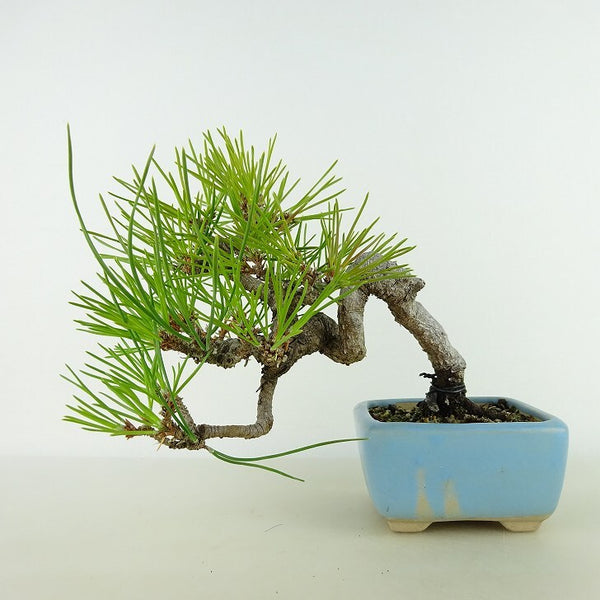 盆栽 松 黒松 樹高 上下 約15cm くろまつ Pinus thunbergii クロマツ マツ科 常緑針葉樹 観賞用 小品 c1198407230