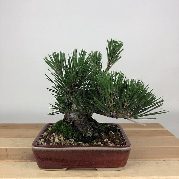 盆栽 松 黒松 樹高 約15cm くろまつ Pinus thunbergii クロマツ マツ科 常緑針葉樹 観賞用 小品 e1198416556