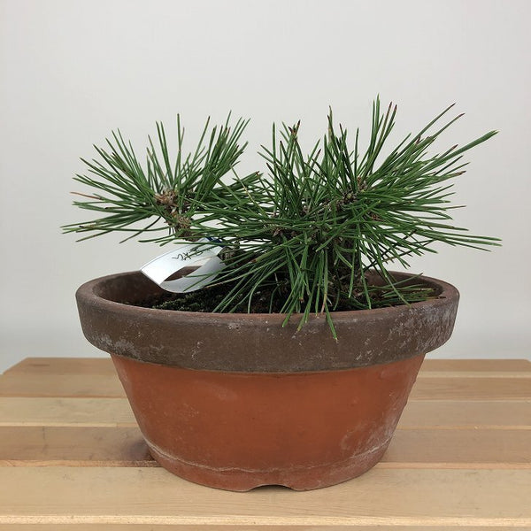 盆栽 松 黒松 樹高 約9cm くろまつ Pinus thunbergii クロマツ マツ科 常緑針葉樹 観賞用 小品 c1198410014