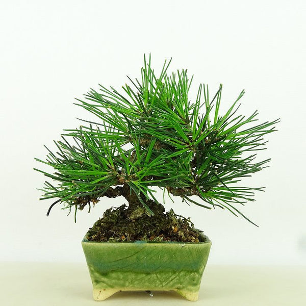 盆栽 松 黒松 樹高 約12cm くろまつ Pinus thunbergii クロマツ マツ科 常緑針葉樹 観賞用 小品 c1198408230