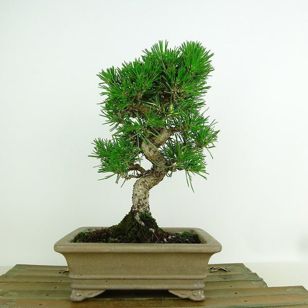 盆栽 松 黒松 樹高 約20cm くろまつ Pinus thunbergii クロマツ マツ科 常緑針葉樹 観賞用 小品 1198401291