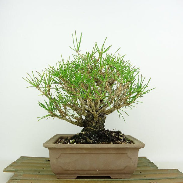 盆栽 松 黒松 樹高 約20cm くろまつ Pinus thunbergii クロマツ マツ科 常緑針葉樹 観賞用 小品 w1198405996