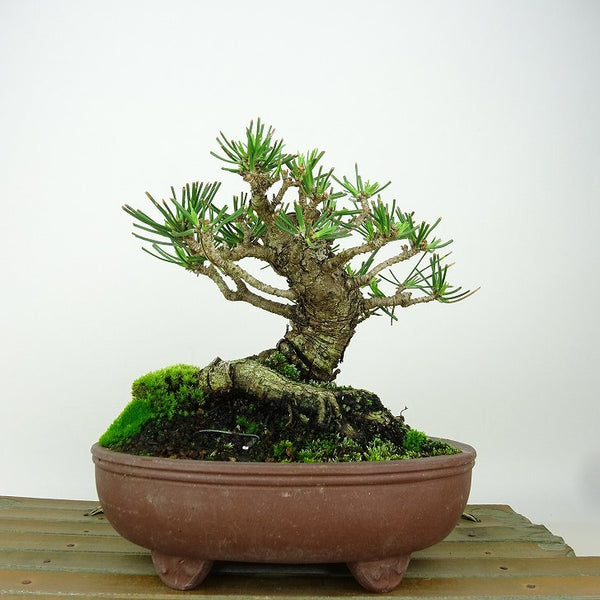 盆栽 松 黒松 樹高 約12cm くろまつ Pinus thunbergii クロマツ マツ科 常緑針葉樹 観賞用 小品 h1198428407