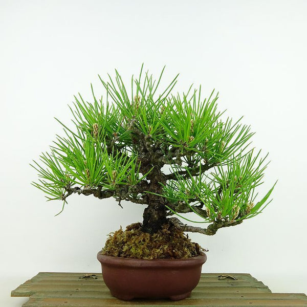 盆栽 松 黒松 樹高 約20cm くろまつ Pinus thunbergii クロマツ マツ科 常緑針葉樹 観賞用 小品 n1198410071