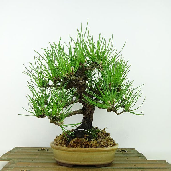盆栽 松 黒松 樹高 約22cm くろまつ Pinus thunbergii クロマツ マツ科 常緑針葉樹 観賞用 n1198410626