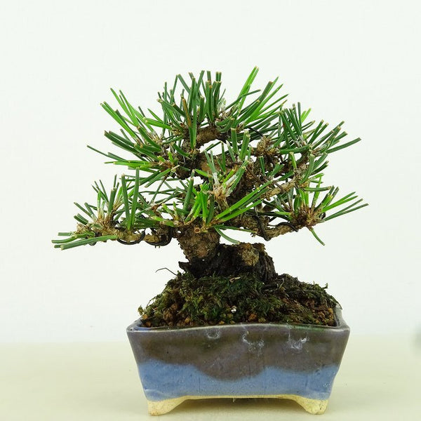 盆栽 松 黒松 樹高 約9cm くろまつ Pinus thunbergii クロマツ マツ科 常緑針葉樹 観賞用 小品 p1198417873