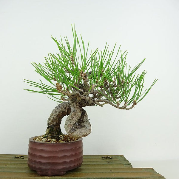 盆栽 松 黒松 樹高 約18cm くろまつ Pinus thunbergii クロマツ マツ科 常緑針葉樹 観賞用 小品 v1198442704