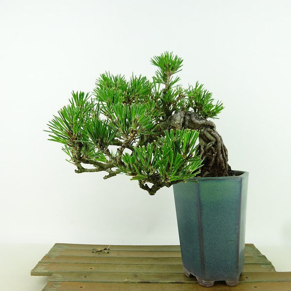 盆栽 松 黒松 樹高 上下 約15cm くろまつ Pinus thunbergii クロマツ マツ科 常緑針葉樹 観賞用 小品 q1198414385