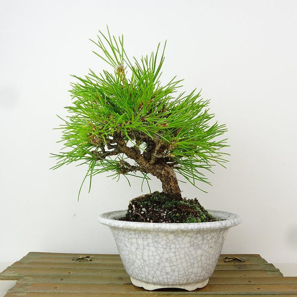 盆栽 松 黒松 樹高 約18cm くろまつ Pinus thunbergii クロマツ マツ科 常緑針葉樹 観賞用 小品 v1198441261