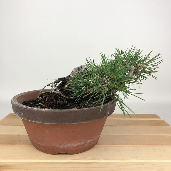盆栽 松 黒松 樹高 約10cm くろまつ Pinus thunbergii クロマツ マツ科 常緑針葉樹 観賞用 小品 m1198411707