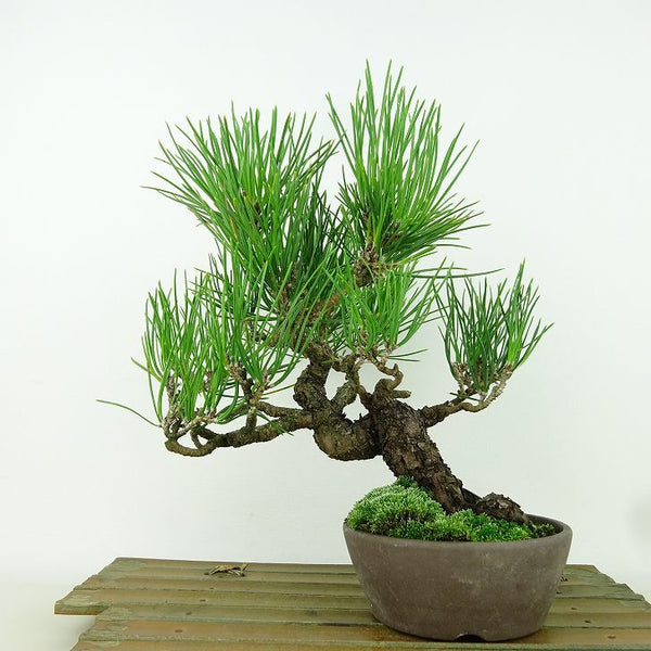 盆栽 松 黒松 樹高 約22cm くろまつ Pinus thunbergii クロマツ マツ科 常緑針葉樹 観賞用 j1198415175