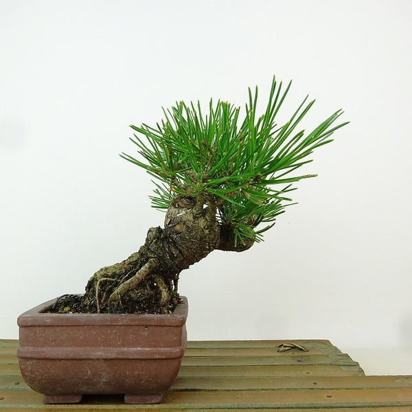 盆栽 松 黒松 樹高 約13cm くろまつ Pinus thunbergii クロマツ マツ科 常緑針葉樹 観賞用 小品 j1198415717
