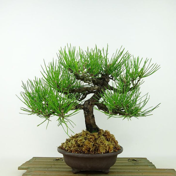 盆栽 松 黒松 樹高 約22cm くろまつ Pinus thunbergii クロマツ マツ科 常緑針葉樹 観賞用 b1198416089