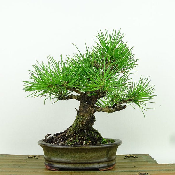 盆栽 松 黒松 樹高 約18cm くろまつ Pinus thunbergii クロマツ マツ科 常緑針葉樹 観賞用 小品 w1198411866