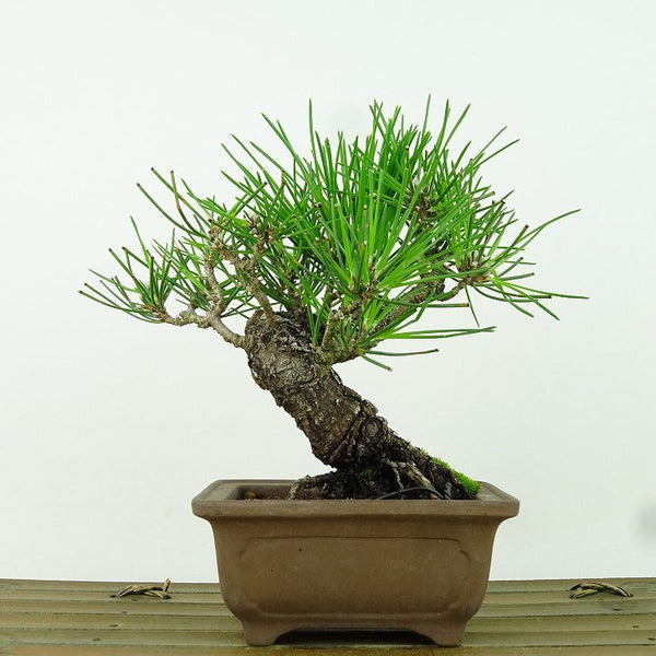 盆栽 松 黒松 樹高 約24cm くろまつ Pinus thunbergii クロマツ マツ科 常緑針葉樹 観賞用 f1198413609