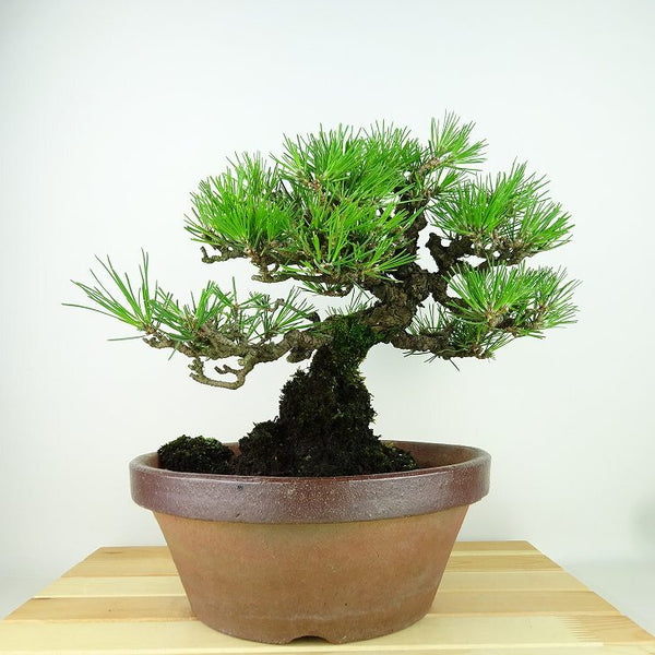 盆栽 松 黒松 樹高 約24cm くろまつ Pinus thunbergii クロマツ マツ科 常緑針葉樹 観賞用 c1198410814