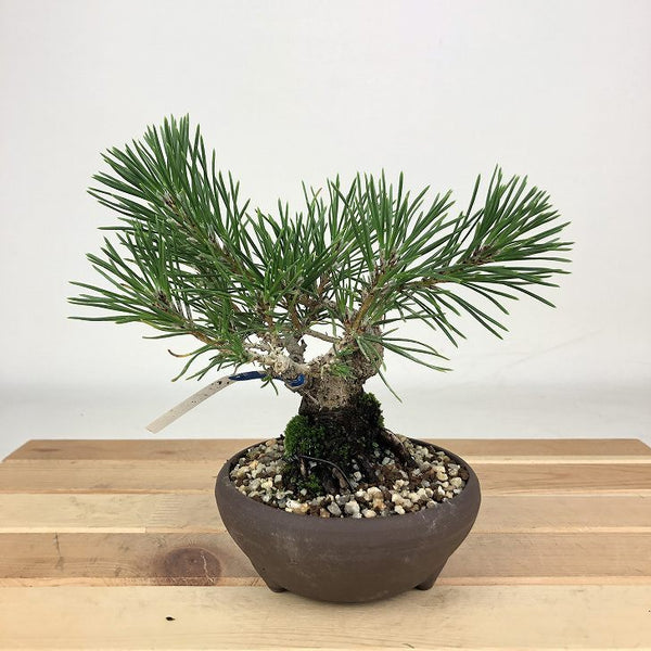 盆栽 松 黒松 樹高 約13cm くろまつ Pinus thunbergii クロマツ マツ科 常緑針葉樹 観賞用 小品 h1198425228