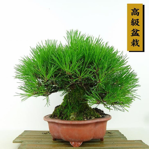 盆栽 松 黒松 樹高 約20cm くろまつ 高級盆栽 Pinus thunbergii クロマツ マツ科 常緑針葉樹 観賞用 小品 e1198412027