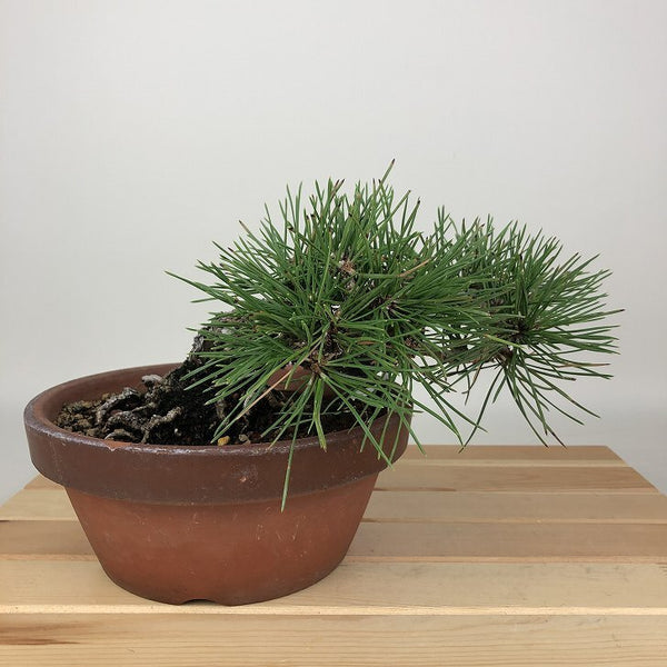 盆栽 松 黒松 樹高 約13cm くろまつ Pinus thunbergii クロマツ マツ科 常緑針葉樹 観賞用 小品 v1198442157