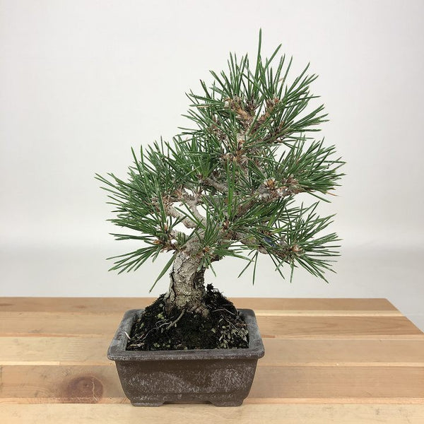 盆栽 松 黒松 樹高 約18cm くろまつ Pinus thunbergii クロマツ マツ科 常緑針葉樹 観賞用 小品 v1198442952