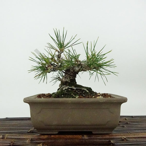 盆栽 松 黒松 樹高 約13cm くろまつ Pinus thunbergii クロマツ マツ科 常緑針葉樹 観賞用 小品 l1198415501