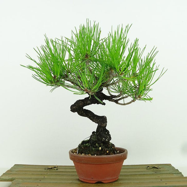 盆栽 松 黒松 樹高 約20cm くろまつ Pinus thunbergii クロマツ マツ科 常緑針葉樹 観賞用 小品 p1198419911