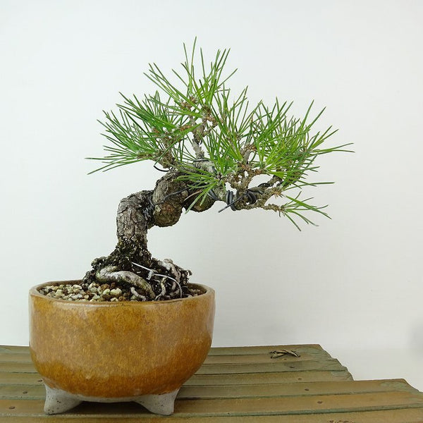 盆栽 松 黒松 樹高 約17cm くろまつ Pinus thunbergii クロマツ マツ科 常緑針葉樹 観賞用 小品 p1198419364