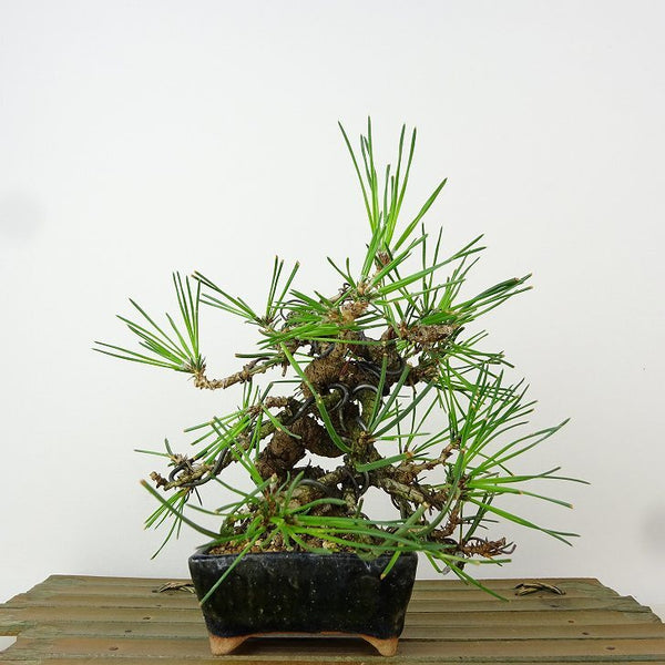 盆栽 松 黒松 樹高 約15cm くろまつ Pinus thunbergii クロマツ マツ科 常緑針葉樹 観賞用 小品 m1198407081