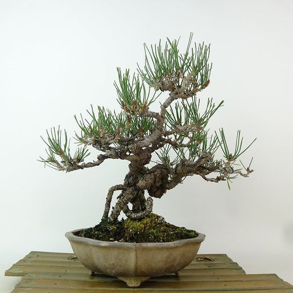 盆栽 松 黒松 樹高 約22cm くろまつ Pinus thunbergii クロマツ マツ科 常緑針葉樹 観賞用 f1198409079