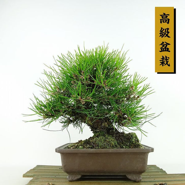 盆栽 松 黒松 樹高 約21cm くろまつ 高級盆栽 Pinus thunbergii クロマツ マツ科 常緑針葉樹 観賞用 1198404626