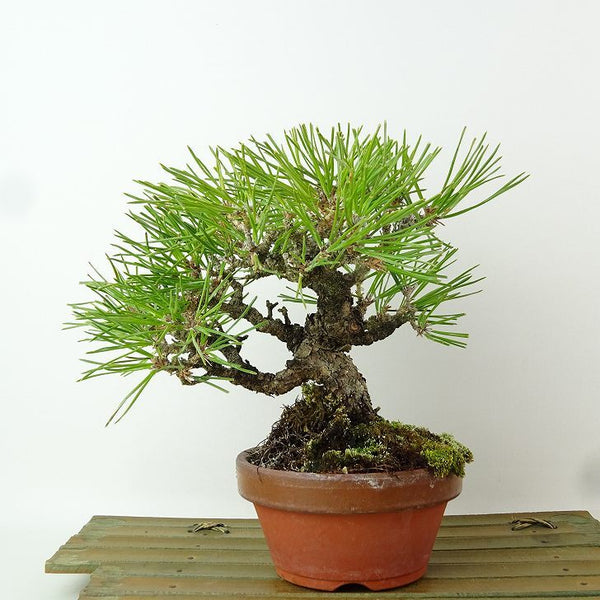 盆栽 松 黒松 樹高 約16cm くろまつ Pinus thunbergii クロマツ マツ科 常緑針葉樹 観賞用 小品 s1198411383