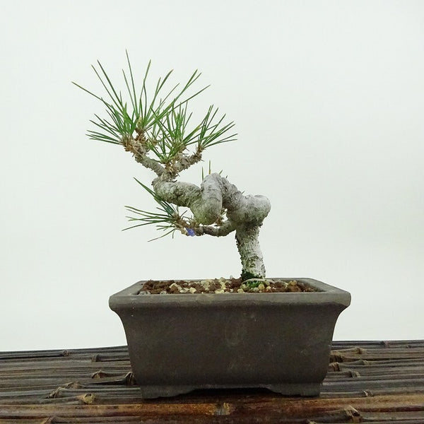 盆栽 松 黒松 樹高 約14cm くろまつ Pinus thunbergii クロマツ マツ科 常緑針葉樹 観賞用 小品 r1198410159