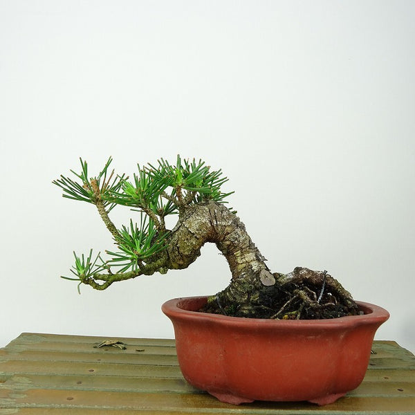 盆栽 松 黒松 樹高 約10cm くろまつ Pinus thunbergii クロマツ マツ科 常緑針葉樹 観賞用 小品 h1198428955