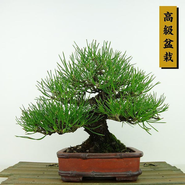 盆栽 松 黒松 樹高 約16cm くろまつ 高級盆栽 Pinus thunbergii クロマツ マツ科 常緑針葉樹 観賞用 小品 k1198413459