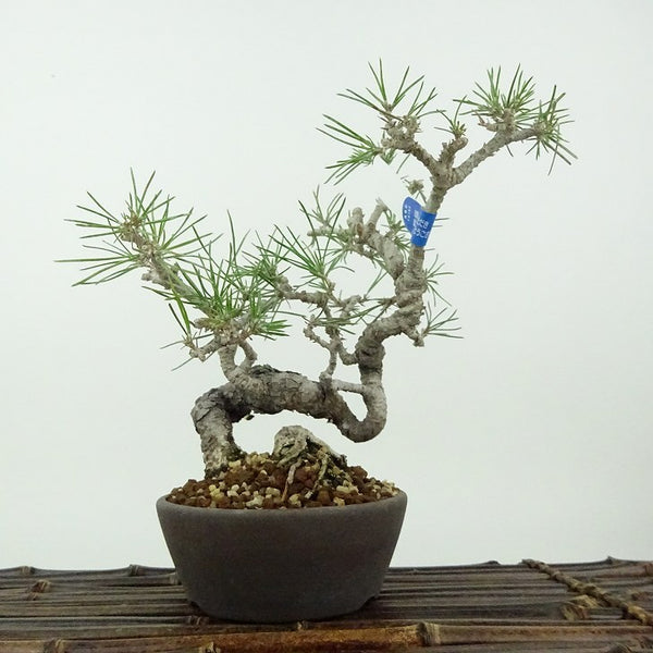 盆栽 松 黒松 樹高 約17cm くろまつ Pinus thunbergii クロマツ マツ科 常緑針葉樹 観賞用 小品 1198402146