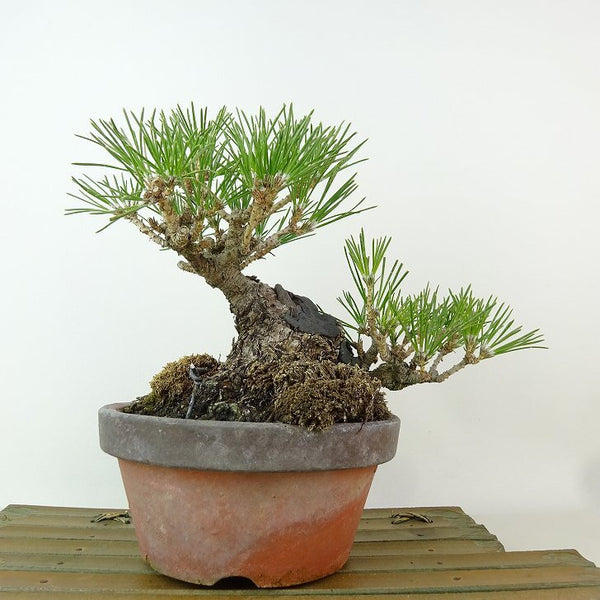 盆栽 松 黒松 樹高 約16cm くろまつ Pinus thunbergii クロマツ マツ科 常緑針葉樹 観賞用 小品 j1198419304