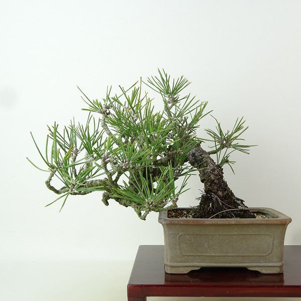 盆栽 松 黒松 樹高 約15cm くろまつ Pinus thunbergii クロマツ マツ科 常緑針葉樹 観賞用 小品 h1198429255